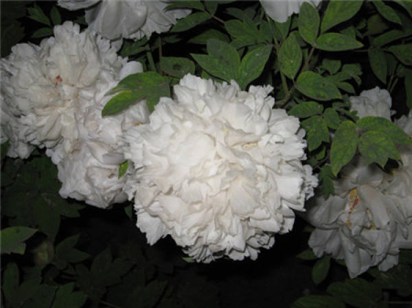 Paeonia lactiflora