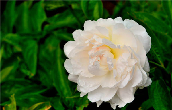 Paeonia lactiflora