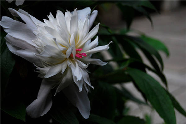 Plant diseases and insect pests