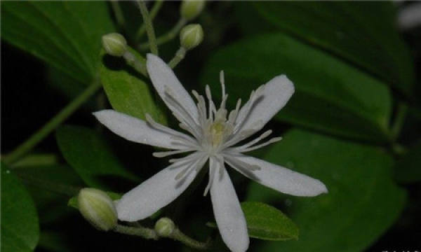 Flowers and plants