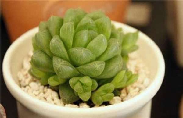 grass jade dew