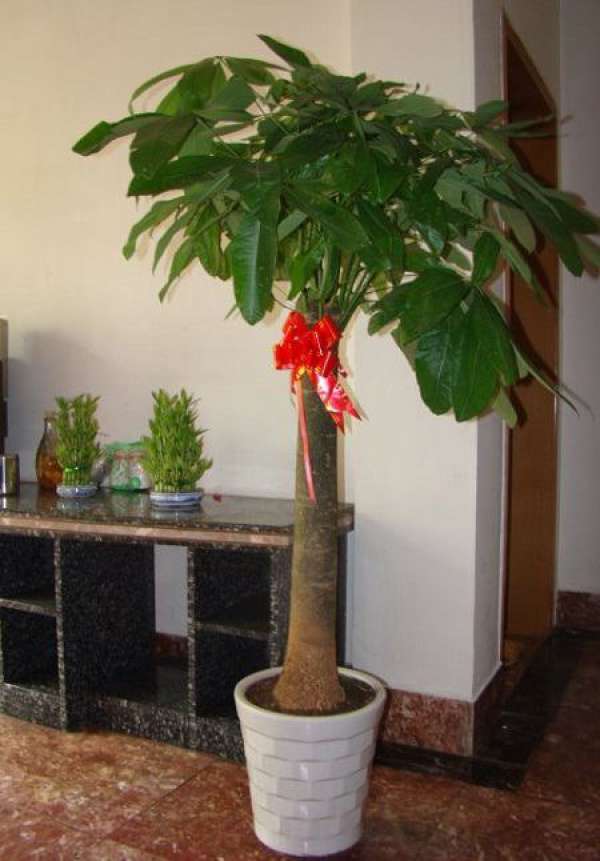 rich tree rich tree