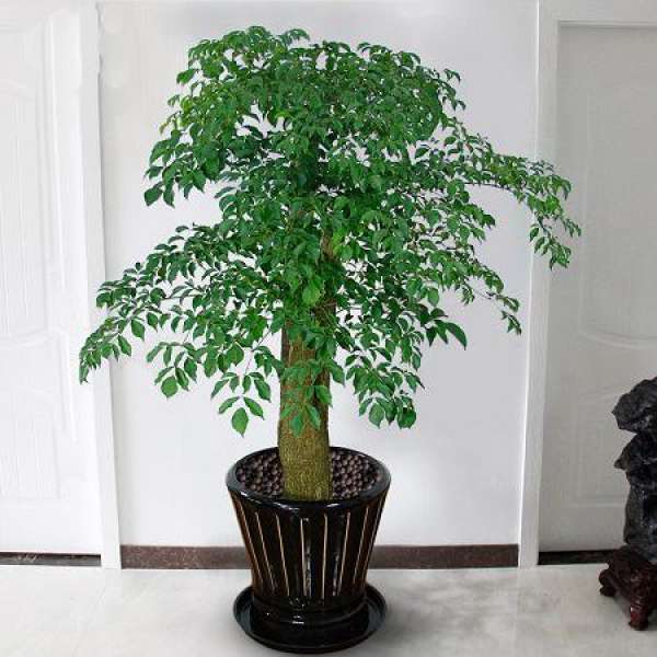rich tree rich tree