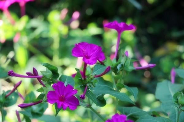 Evening Primrose
