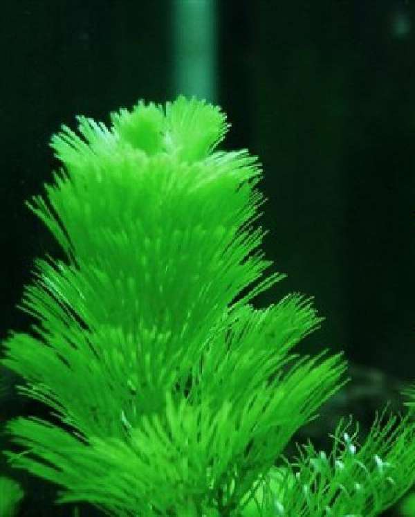 Hornwort