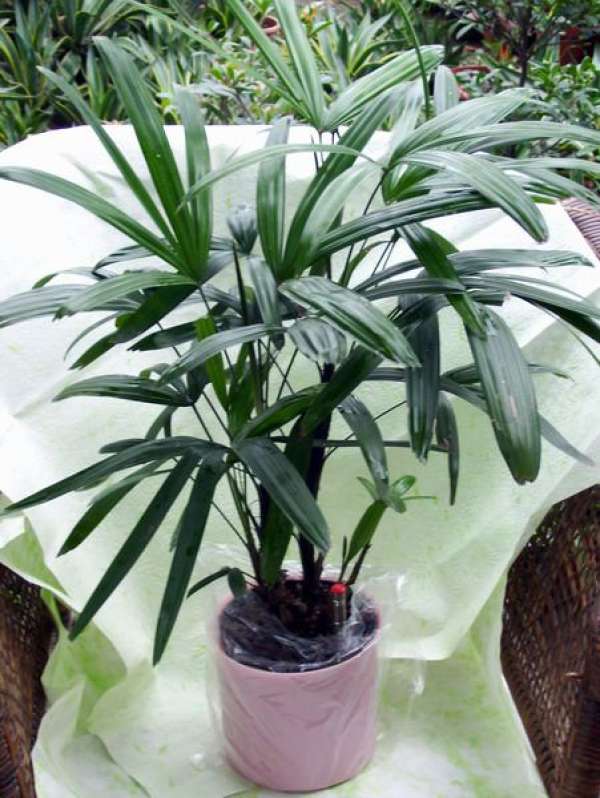 Palm Bamboo