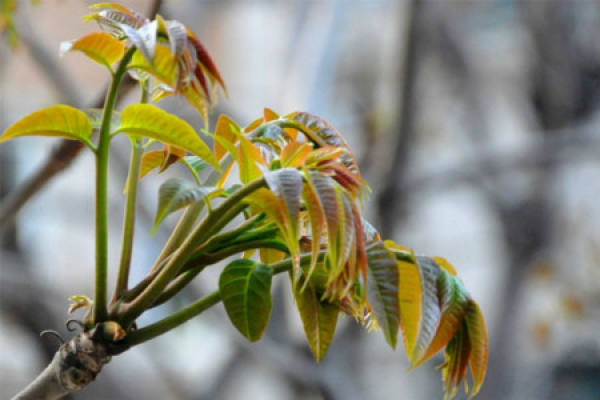 Plant diseases and insect pests