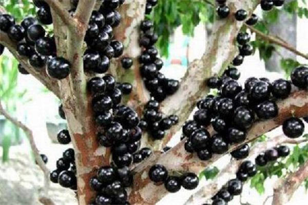 Ornamental Value