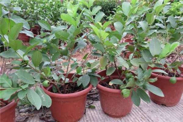Guava potted plant