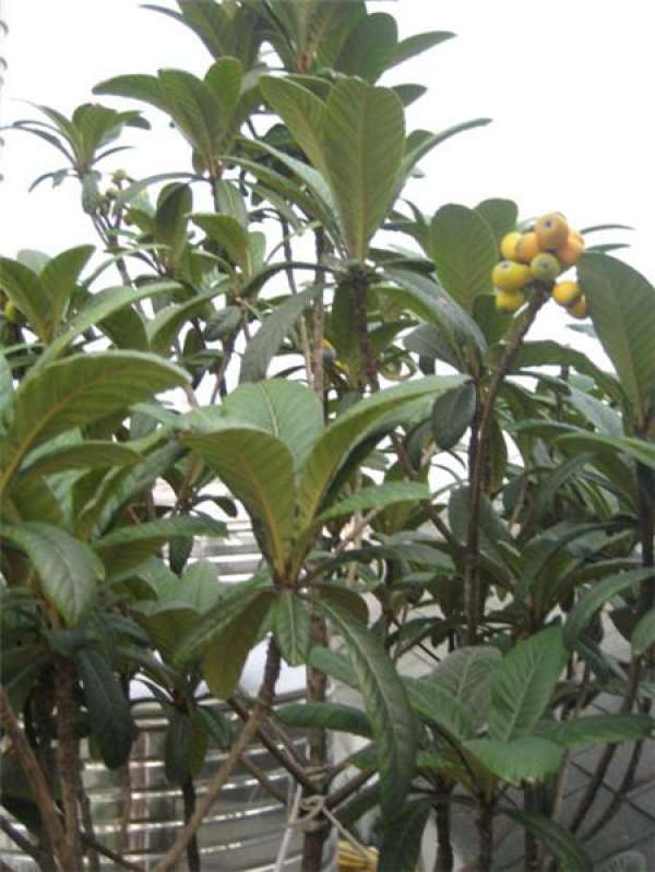 Potted loquat