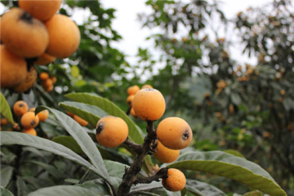 Loquat
