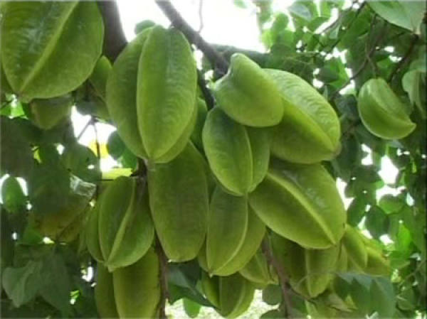 Carambola