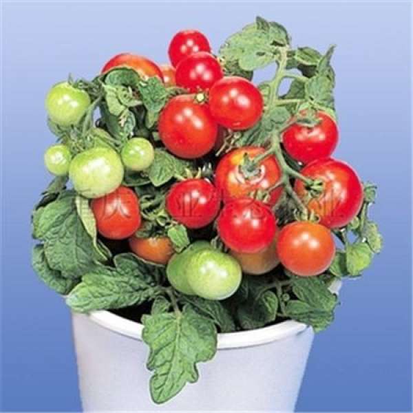 Nanking cherry tomato potted