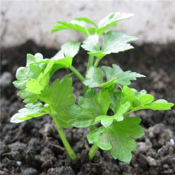 Nanking cherry tomato potted