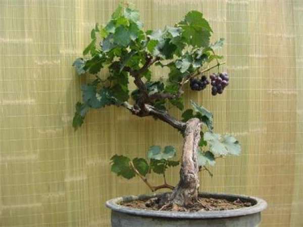 Potted Grape