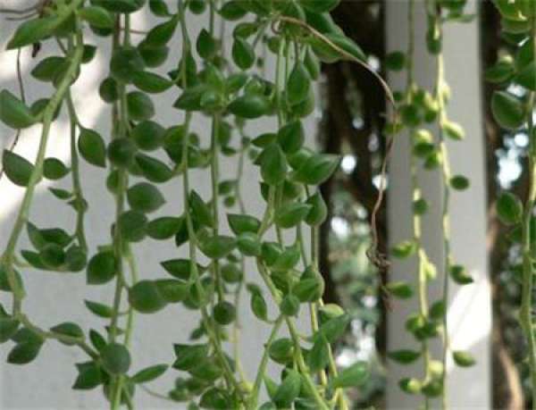 humidity requirements for growth of Pearl Chlorophytum