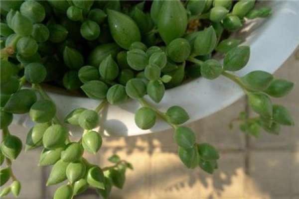 Requirement of illumination for culture of Chlorophytum comosum