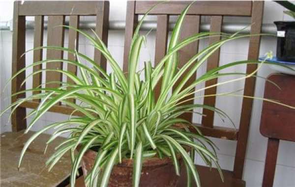 Yinxin Chlorophytum likes