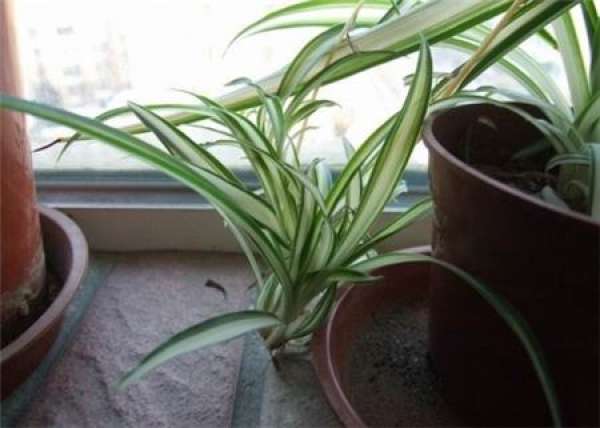Yinxin Chlorophytum likes