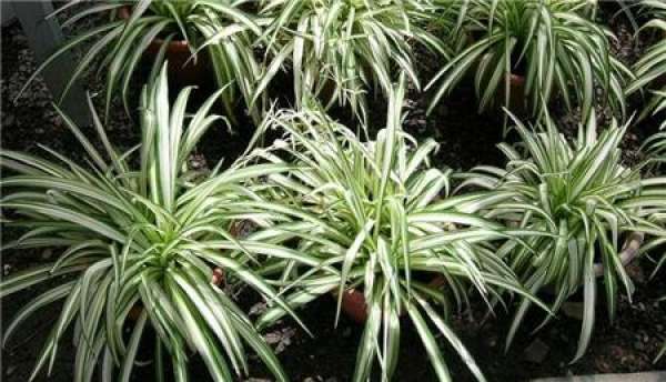 Matters needing attention in culturing silver heart chlorophytum