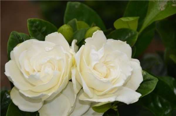 Gardenia
