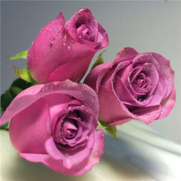 Cold Beauty Rose