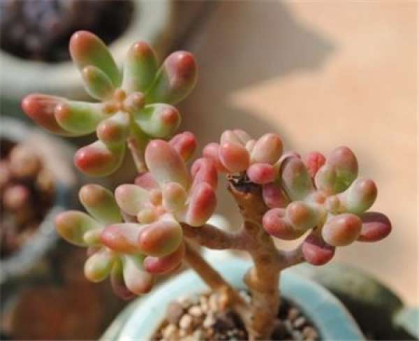The Requirement of Illumination for the Cultivation of Yifu Heart