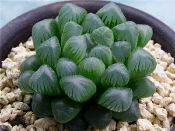 purple muscle jade dew