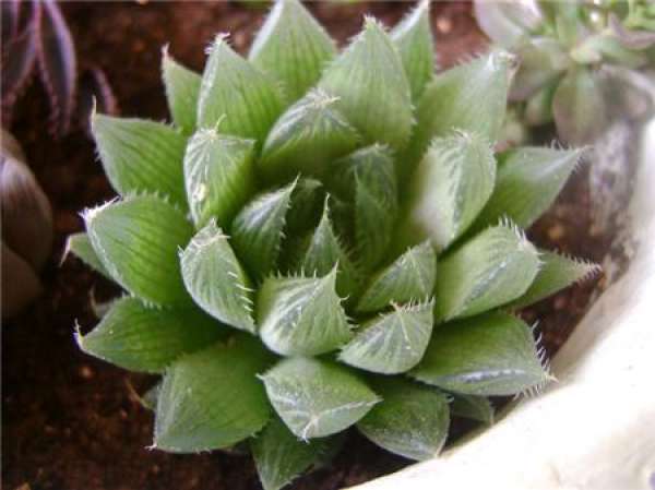characteristics of crystal lotus