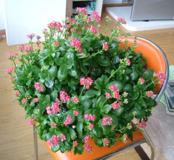 cutting propagation