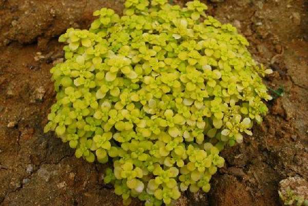 Golden leaf Sedum