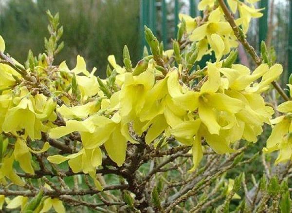 golden flower