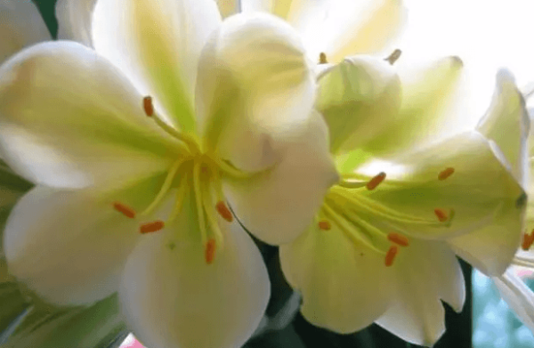 Clivia miniata