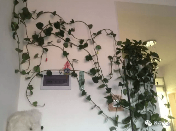 Scindapsus wall