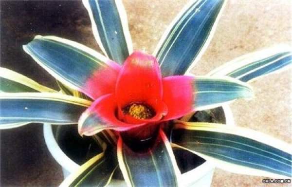 Pineapple with all sides