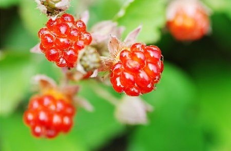 刺莓