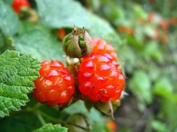 raspberry