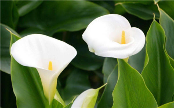 Common Calla Lily