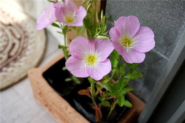 Evening Primrose