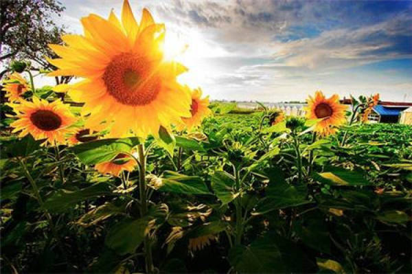 Sunflower