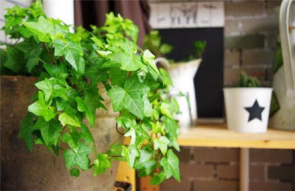 Money Tree