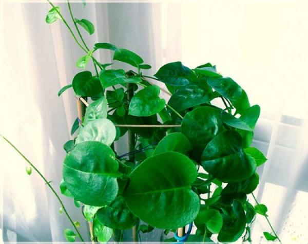 Rattan notoginseng
