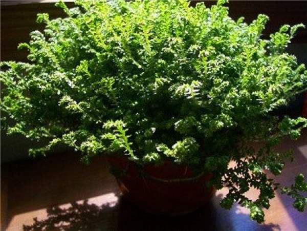 Propagation Method
