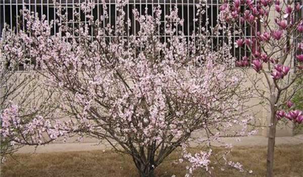 sowing and propagation of cherries