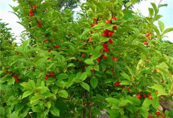 Cutting Propagation of Prunus tomentosa Thunb.