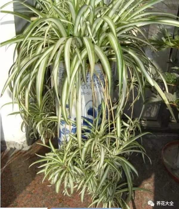 Chlorophytum comosum