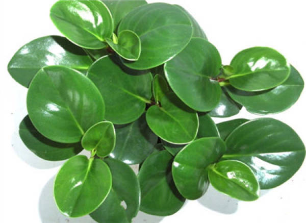 Watercress
