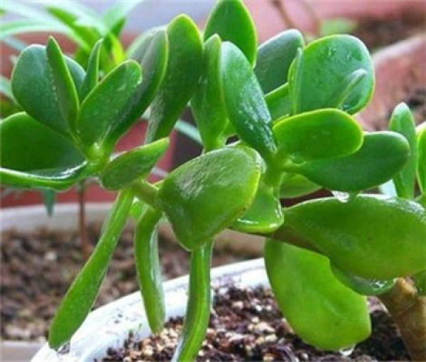 Cheeky plant