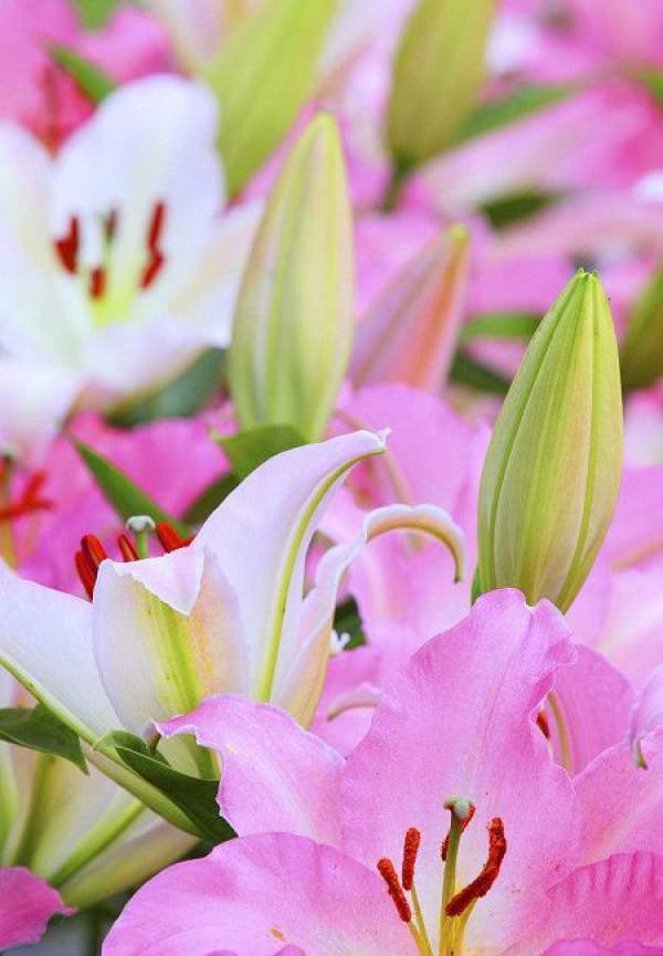 Lily Flower