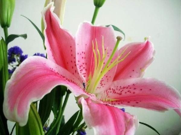 foxtail Lily